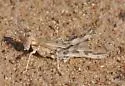 Spanistic Desert Grasshopper - photo 2