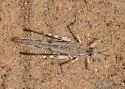 Spanistic Desert Grasshopper - photo 3