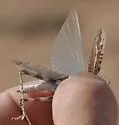 Spanistic Desert Grasshopper - photo 4
