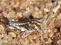 Spanistic Desert Grasshopper - photo 5