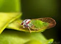 Boxwood Psyllid
