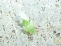 Boxwood Psyllid - photo 2