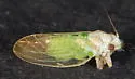 Boxwood Psyllid - photo 3