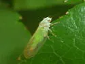 Boxwood Psyllid - photo 4