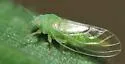 Boxwood Psyllid - photo 5