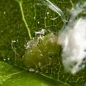 Psylla sanguinea