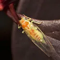Psylla sanguinea - photo 2