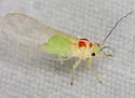 Psylla sanguinea - photo 4