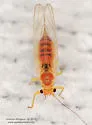 Psylla sanguinea - photo 5