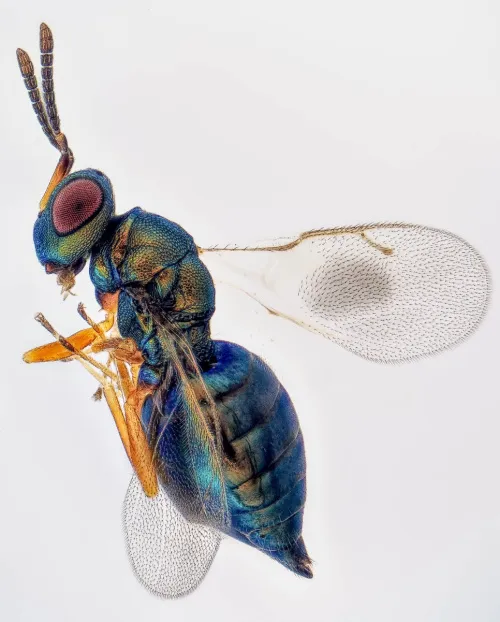 Spaniopus dissimilis