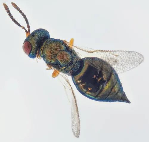 Spaniopus dissimilis - photo 2