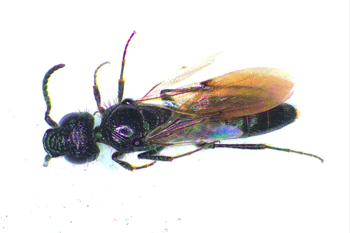 Sparasion cephalotes - photo 3