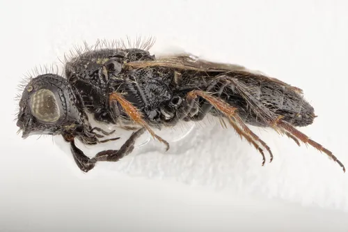 Sparasion emarginatum