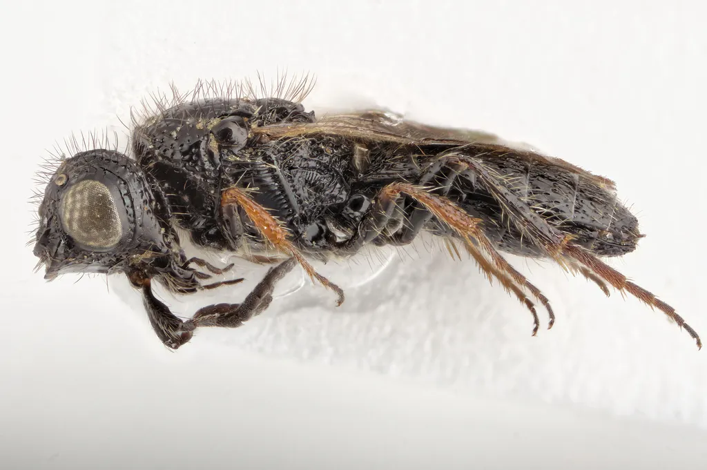 Sparasion emarginatum - photo 2