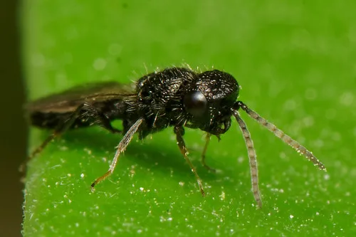Sparasionidae - photo 2