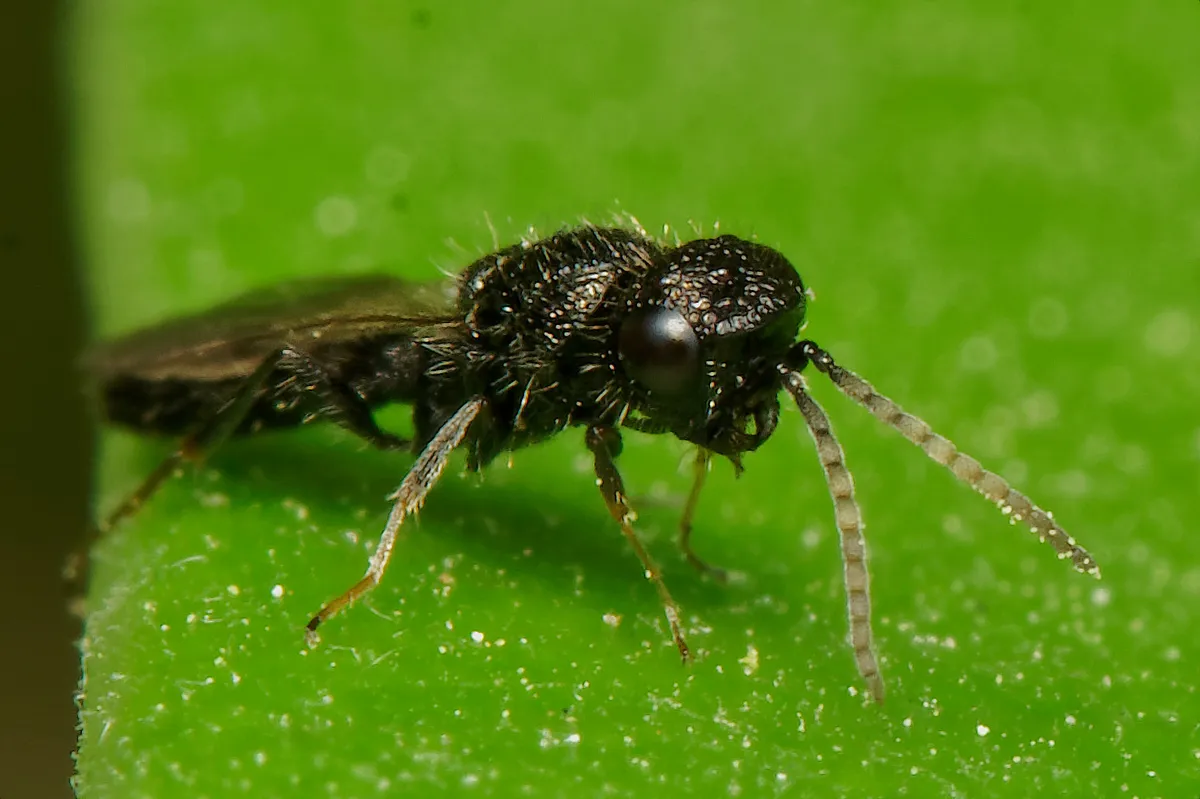 Sparasionidae - photo 3
