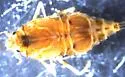 Sparbarus lacustris