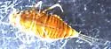 Sparbarus lacustris - photo 2