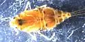 Sparbarus lacustris - photo 3