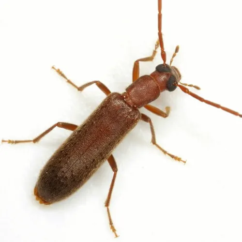 Sparedrus aspersus - photo 2