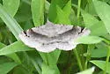 Six-spotted Gray - Hodges#8479 - photo 2