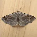 Six-spotted Gray - Hodges#8479 - photo 3
