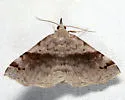 Six-spotted Gray - Hodges#8479 - photo 4
