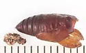 Six-spotted Gray - Hodges#8479 - photo 5