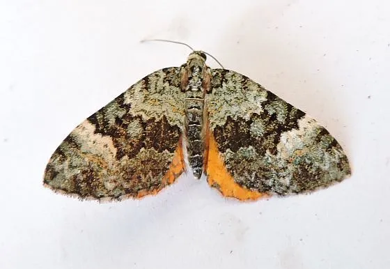 Spargania aurata - Hodges#7310 - photo 2