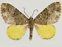Spargania bellipicta - Hodges#7311