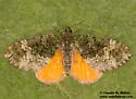 Spargania bellipicta - Hodges#7311 - photo 2