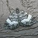 White-banded Carpet - Hodges#7313