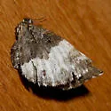 White-banded Carpet - Hodges#7313 - photo 2