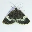 White-banded Carpet - Hodges#7313 - photo 3