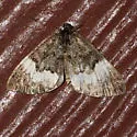 White-banded Carpet - Hodges#7313 - photo 4