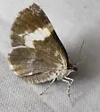 White-banded Carpet - Hodges#7313 - photo 5