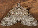 Double-banded Carpet - Hodges#7312