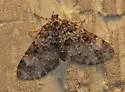 Double-banded Carpet - Hodges#7312 - photo 2