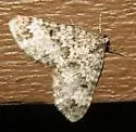 Double-banded Carpet - Hodges#7312 - photo 3