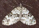 Double-banded Carpet - Hodges#7312 - photo 4