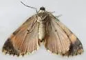 Double-banded Carpet - Hodges#7312 - photo 5