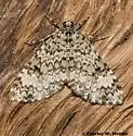 Spargania viredescens - Hodges#7309