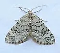 Spargania viredescens - Hodges#7309 - photo 2