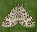 Spargania viredescens - Hodges#7309 - photo 4