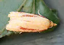 Two-streaked Sparganothis - Hodges#3698