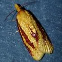 Two-streaked Sparganothis - Hodges#3698 - photo 3