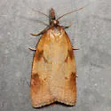 Sparganothis boweri - Hodges#3706.1