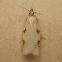 Sparganothis boweri - Hodges#3706.1 - photo 4
