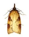 Sparganothis boweri - Hodges#3706.1 - photo 5