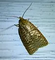 Sparganothis caryae - Hodges#3700